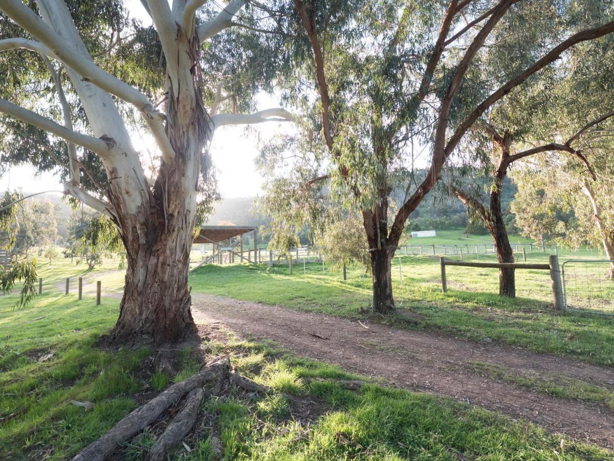 Halls On Falls Homestead Strath Creek エクステリア 写真